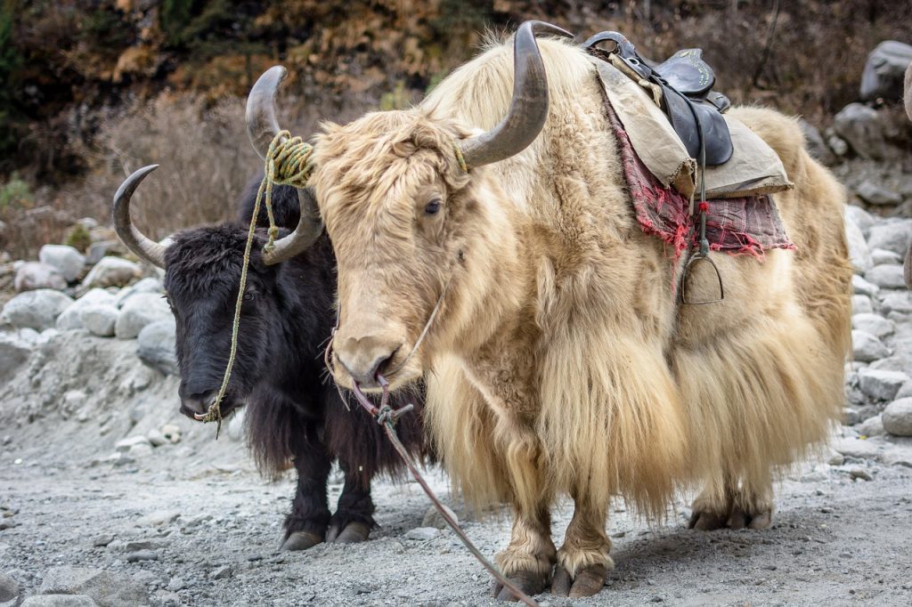 Heliskiën in de Himalaya - Epique Mountain Adventures